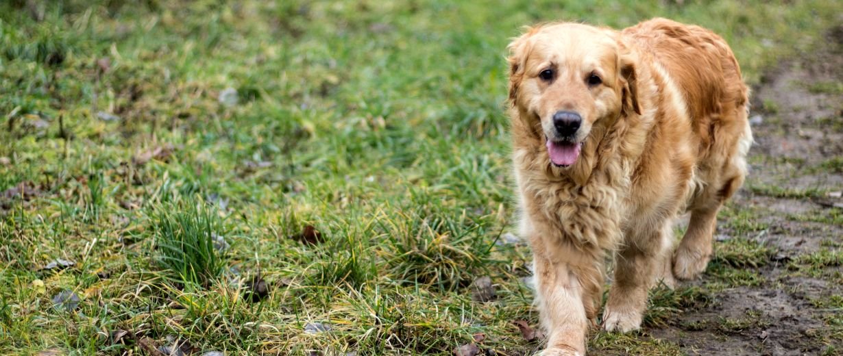 Hund läuft weg um als Held zurückzukehren RPR1.